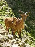 Mouflon à manchettes (Ammotragus lervia).
