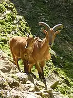 Mouflons à manchettes.