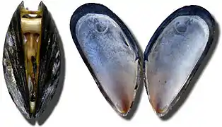 Charnière dysodonte à ligament externe de la moule commune (Mytilus edulis).