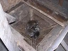Une famille de ratons laveurs dans la trémie du grenier.