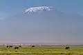 Plaine d'Amboseli devant le Kilimandjaro.