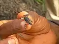 Grenouille, dans la réserve naturelle intégrale du Mont Nimba.