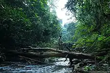 Forêt primaire typique des vallées du mont Nimba.