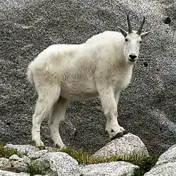 Chèvre des montagnes (Oreamnos americanus)