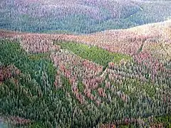 Photographie d'une grande zone de forêt. Les arbres verts sont entrecoupés de grandes où des arbres sont endommagés ou morts, qui prennent une couleur brun-violet et rouge clair.