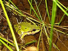 Description de l'image Mountain Tree Frog (5416204989).jpg.