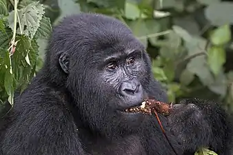 Une gorille femelle ; elle mange tenant dans sa main sa nourriture ; sa tête est noire et poilue sauf sur la face où des yeux marron, un nez enfoncé et sa bouche se dessinent.