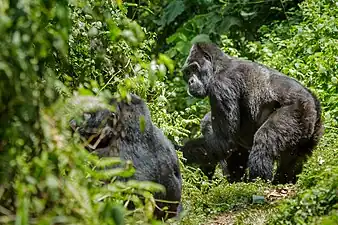 Gorilla beringei beringei dans la forêt impénétrable de Bwindi, Ouganda. Septembre 2015.