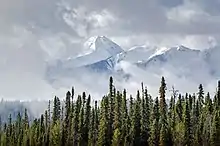 Derrière une façade de sapins probables, des montagnes enneigées sortent des nuages.