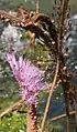 Détail des inflorescence et infrutescences de Mourera fluviatilis