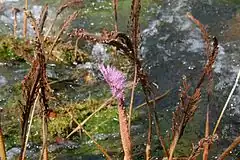 Inflorescences de Mourera fluviatilis émergeant de l'eau