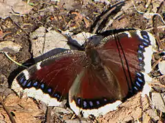 Nymphalis antiopa (Finlande)