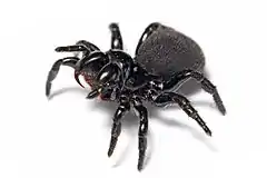 Description de l'image Mouse spider.jpg.