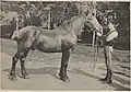 Photo noir et blanc d'un cheval tenu par un homme, vus de profil.