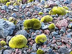 Mousses de glacier (en) dont les boules peuvent se déplacer de 2,5 cm par jour.