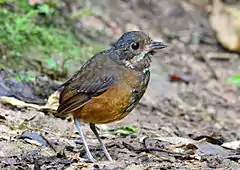 Description de l'image Moustached Antpitta, Paz de las Aves, Ecuador (5746102084).jpg.