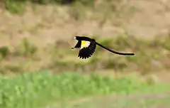 Description de l'image Moutain Marsh Widowbird flying.jpg.