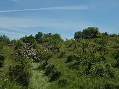 Exceptionnellement, un mode d’entretien traditionnel de la pommeraie est pratiqué : les moutons broutent l’herbe sous les pommiers. Ce type d’entretien n’a aucun coût et est bénéfique aux deux exploitants. Ici à Bel-Air.