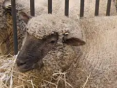 Mouton vendéen