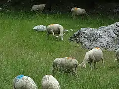 Moutons parqués à Entrepierres.