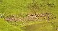 Moutons à l'alpage de Celliers