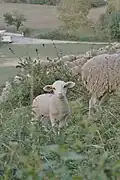 Jeune mouton sur les parcelles 18 ou 15 en 2005.