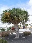 Dracaena draco, sur la place près de la chapelle.