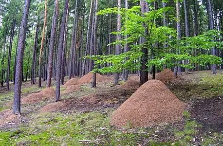 Forêt de Hlince : fourmilières de Formica rufa.