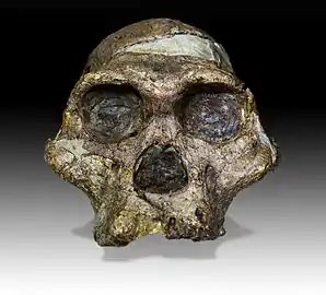 Australopithecus africanus Mrs.Ples (Sts 5)