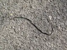 Photographie représentant un cadavre de couleuvre à collier sur une route goudronnée.