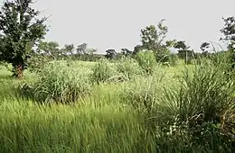 Savane soudanienne avec Andropogon gayanus dans la Réserve partielle de Pama.