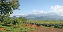 Plantations de sisal, Tanzanie, 2009