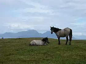Deux poneys Highland sur l'île de Muck.