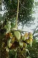 Inflorescence de Mucuna urens au Costa Rica