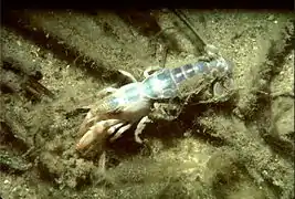 Description de l'image Mud lobster.jpg.
