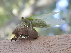 2e étape de la mue - la cigale est sortie et a déployé ses ailes (11h20)