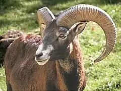 Mouflon méditerranéen