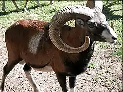 Mouflon