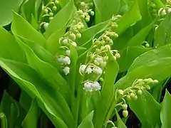 Muguet de mai