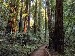 Une forêt de grands arbres.