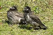 Juvéniles venant de quitter le nid, reconnaissables à leur plumage plus clair dans la zone du poitrail au ventre.