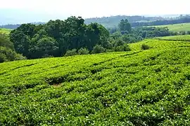 Plantation de thé sur le plateau au pied du Mulanje.