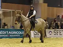 Photo d'une mule poitevive au pas, montée par une jeune femme sur la carrière d'un salon.