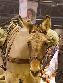 Photo de la tête d'une mule poitevine à la robe claire, tenue en main en filet, et bâtée.
