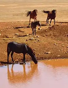 Une mule noire s'abreuve au premier plan, trois chevaux dont un poulain courent au second plan.