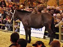 Photo d'une mule poitevine de profil lors du Salon de l'agriculture.