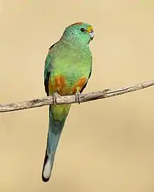 Oiseau posé sur un fil, corps vert, tête un peu bleutée.