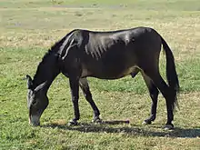 Animal quadrupède de couleur foncée.