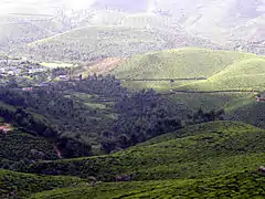 Jardins de thé à Munnar.