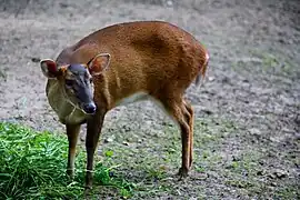 Muntjac de Reeves